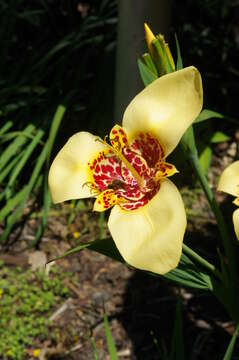 Image of Mexican Shellflower