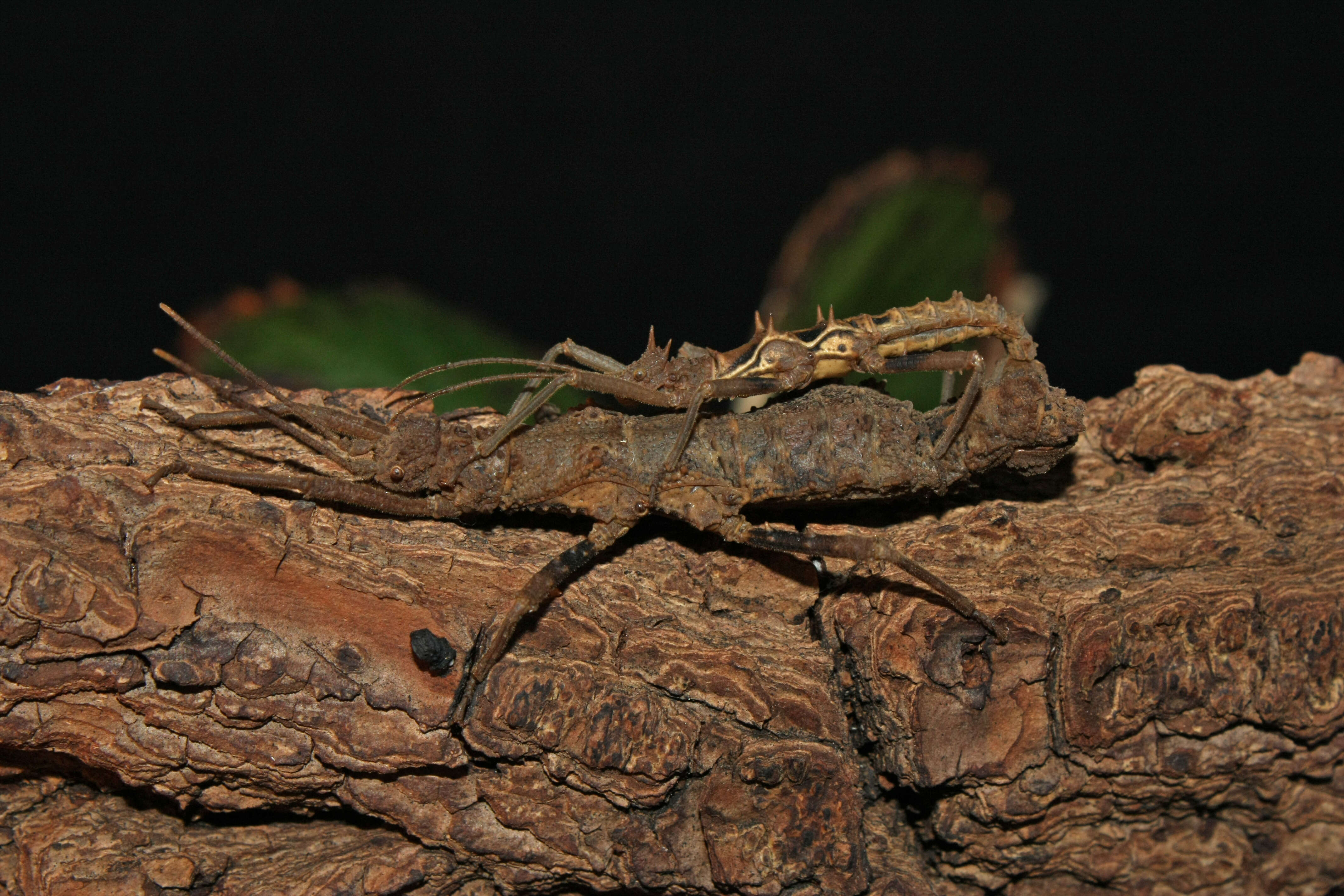 Image of Dares verrucosus Redtenbacher 1906