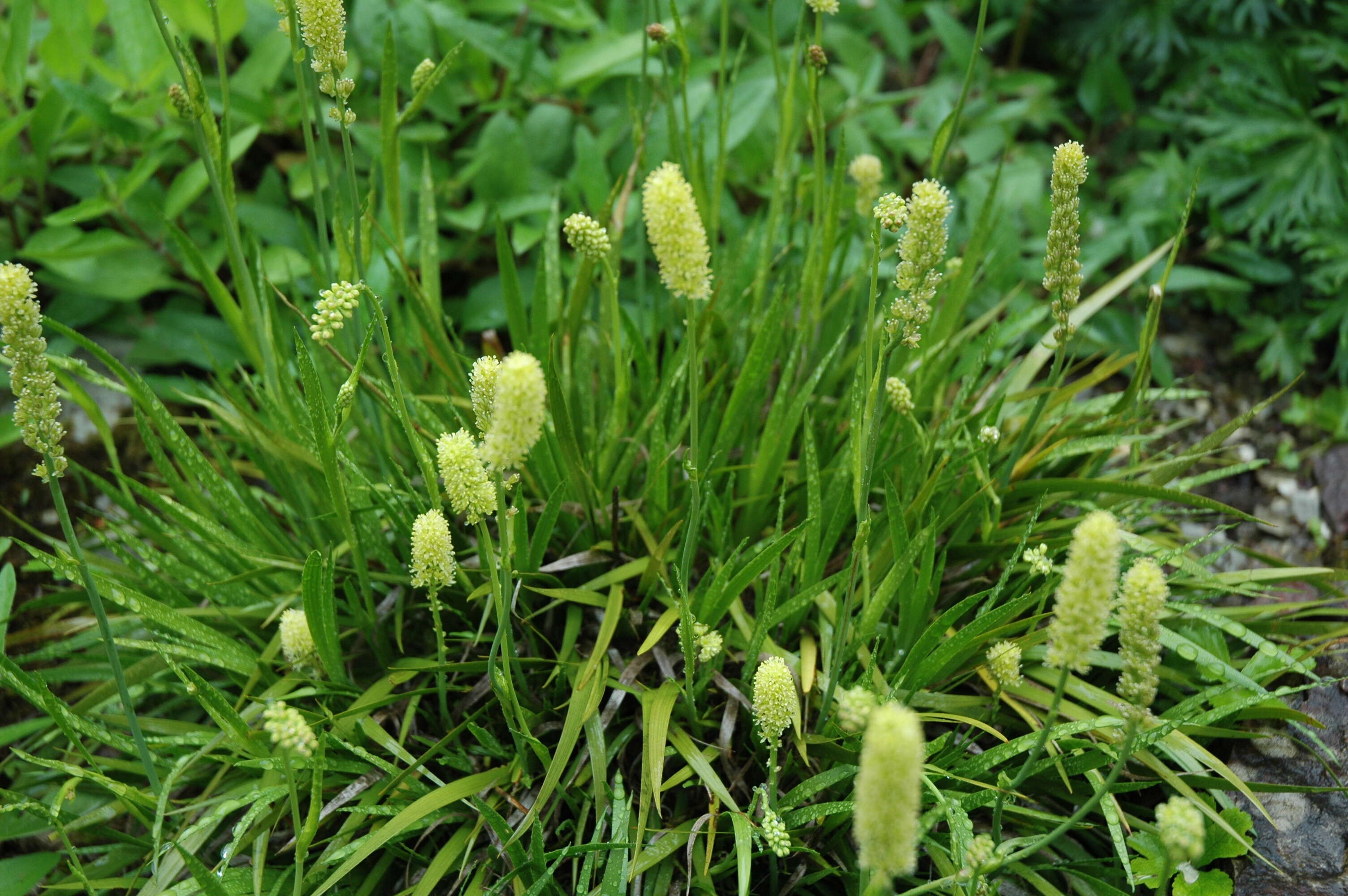 صورة Tofieldia calyculata (L.) Wahlenb.