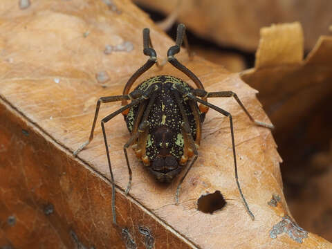 Image de Acromares vittatum