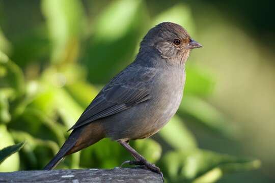 Image of California Towhee