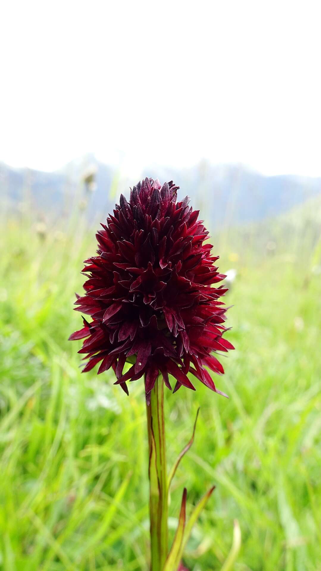 Image of Gymnadenia rhellicani (Teppner & E. Klein) Teppner & E. Klein