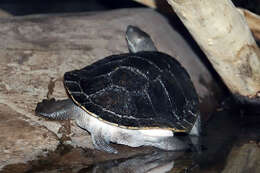 Image of Murray River Turtle