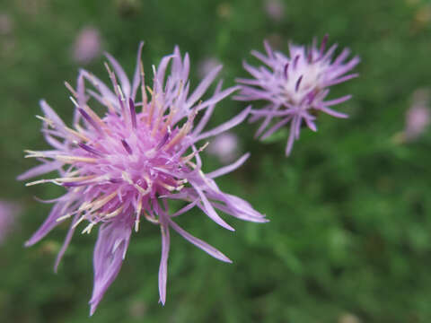 Image of spotted knapweed