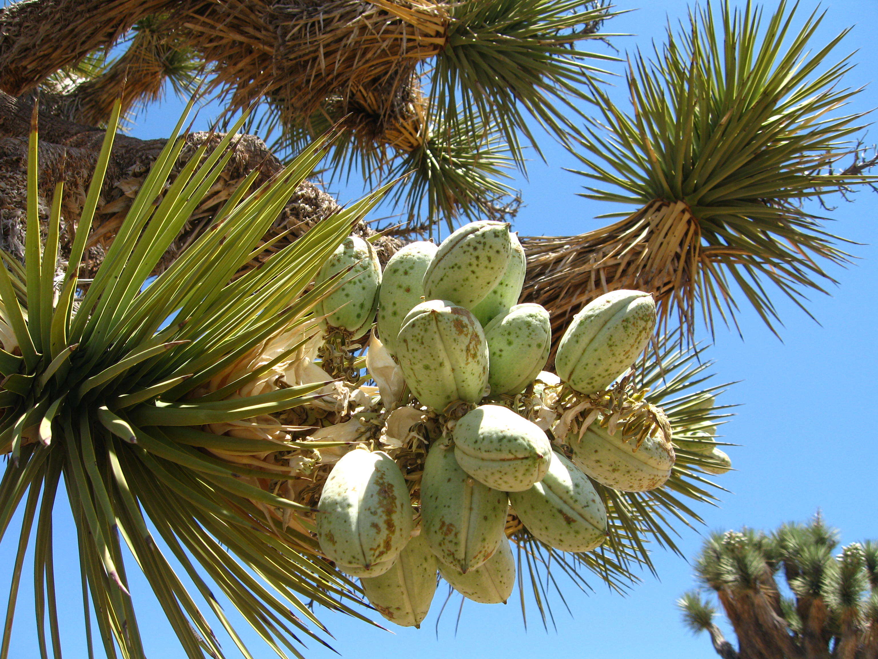 Image of Joshua tree