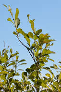 Image of eared willow