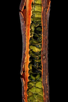 Image of long-pod-cassia