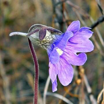 Image de Pinguicula caerulea Walt.