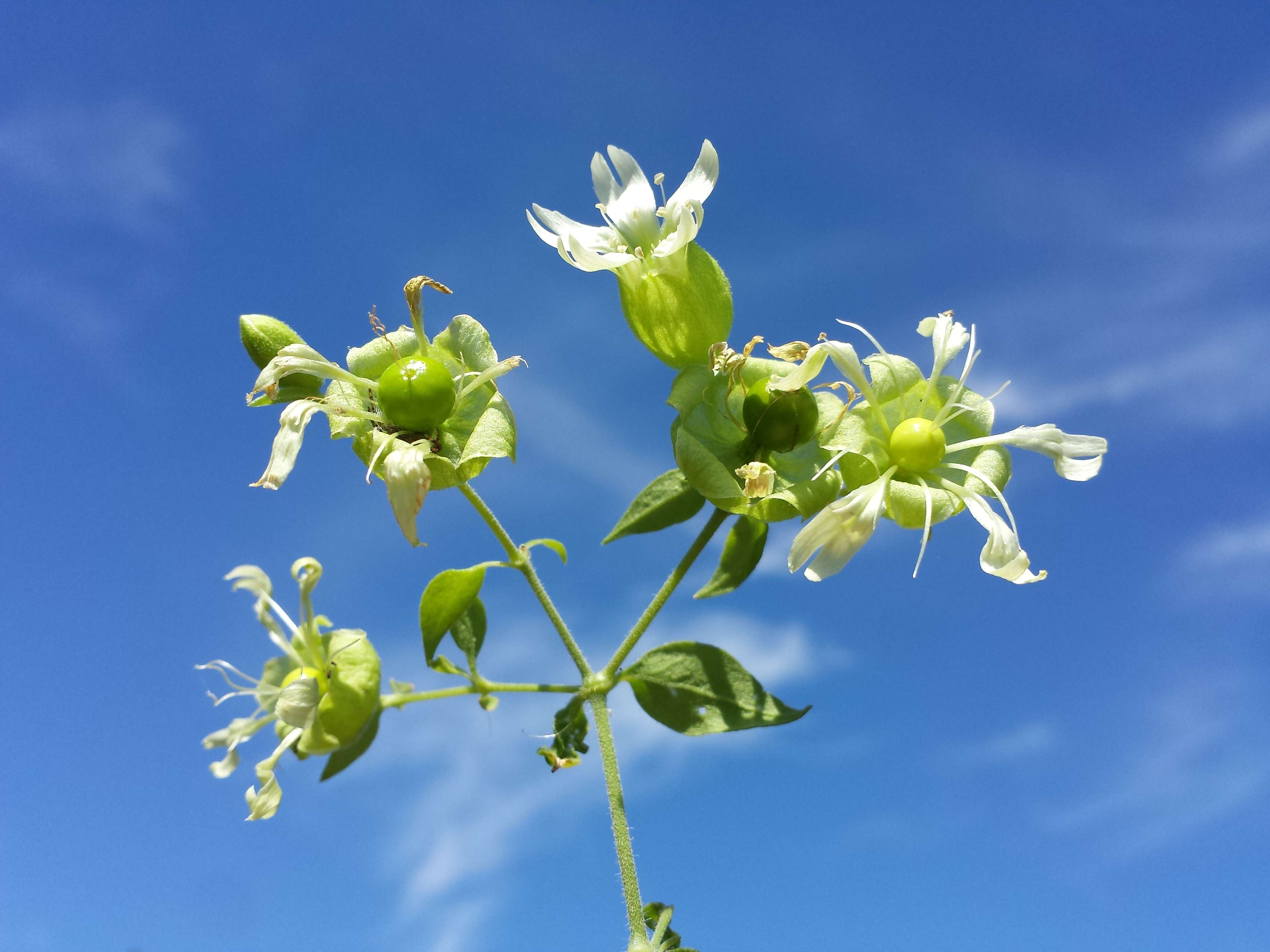 Imagem de Silene baccifera (L.) Roth