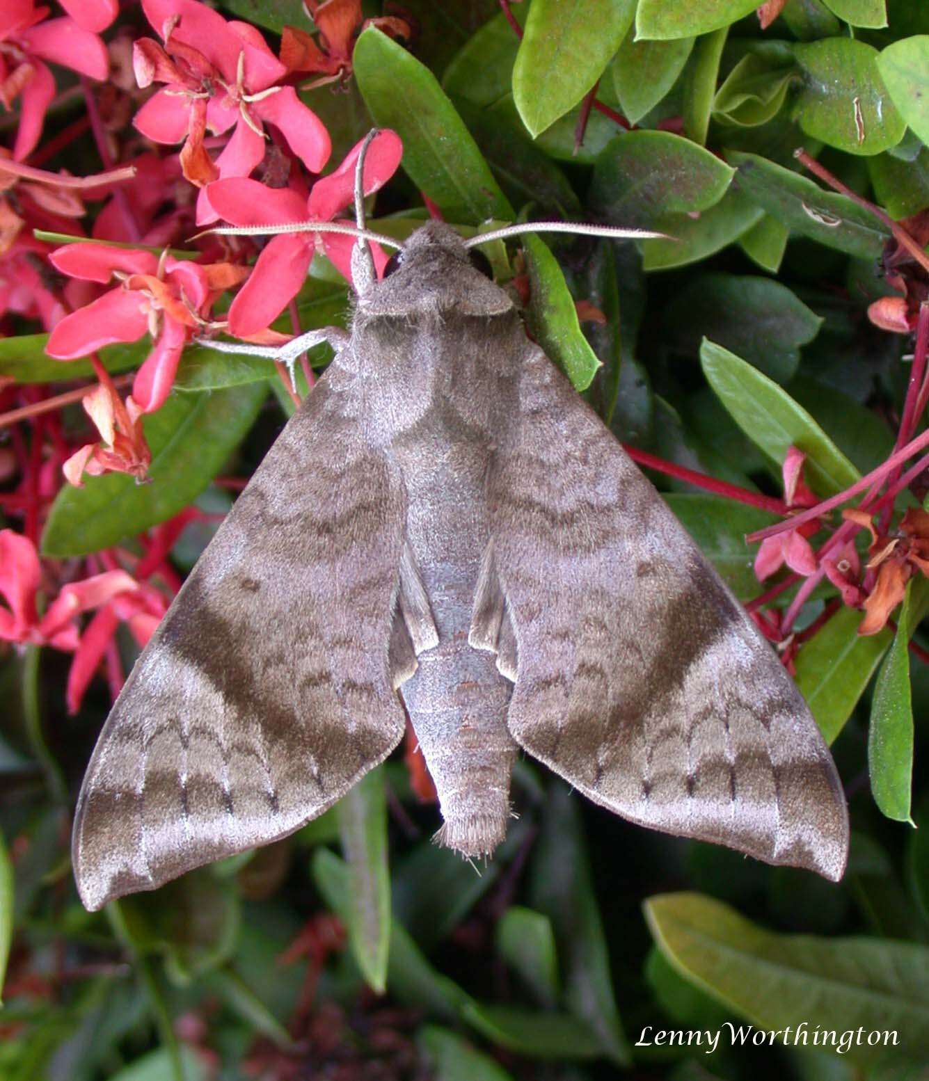 Image of Acosmeryx shervillii Boisduval (1875)