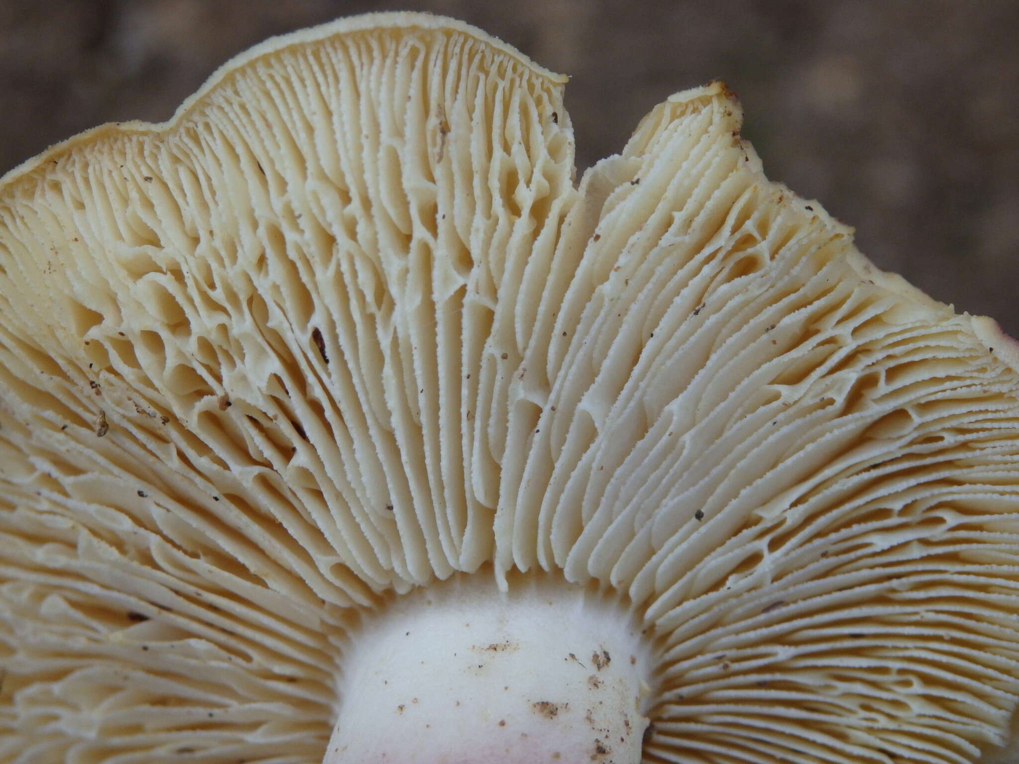 Image of Tricholomopsis rutilans (Schaeff.) Singer 1939