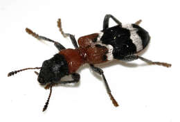 Image of Thanasimus formicarius