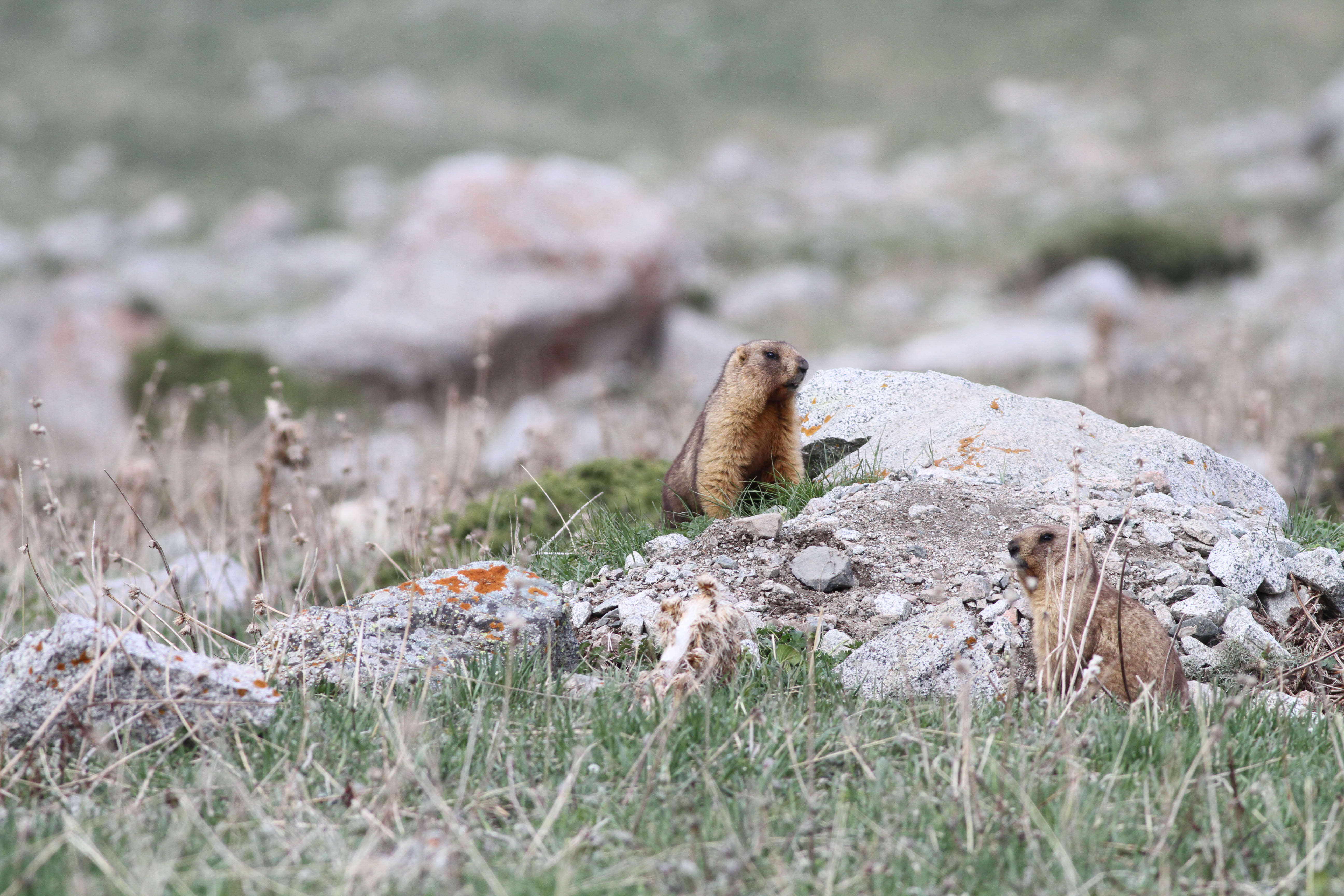 Imagem de Marmota baibacina Kastschenko 1899