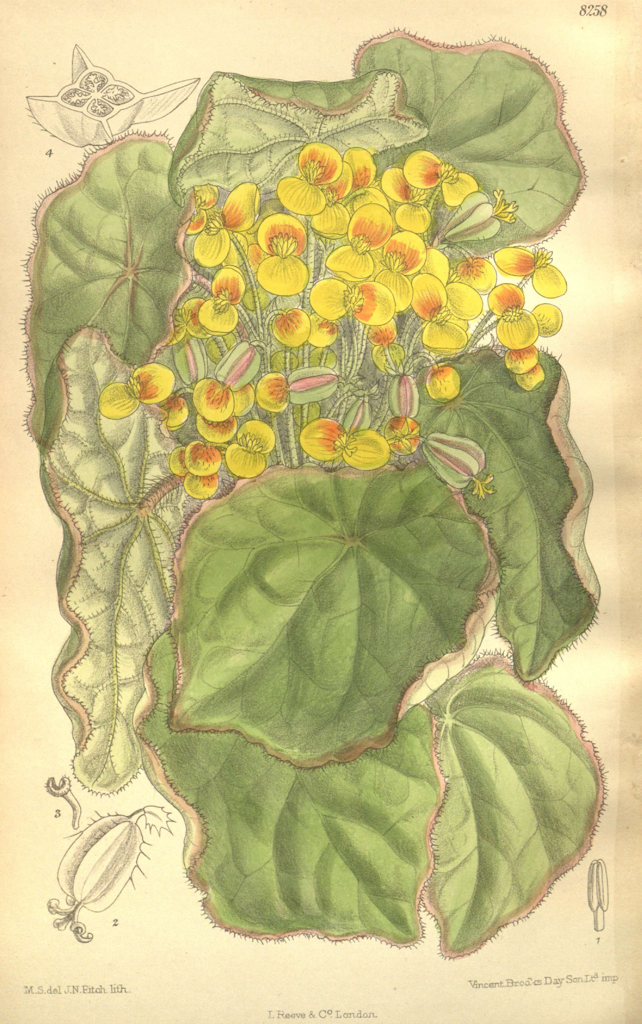 Слика од Begonia quadrialata Warb.