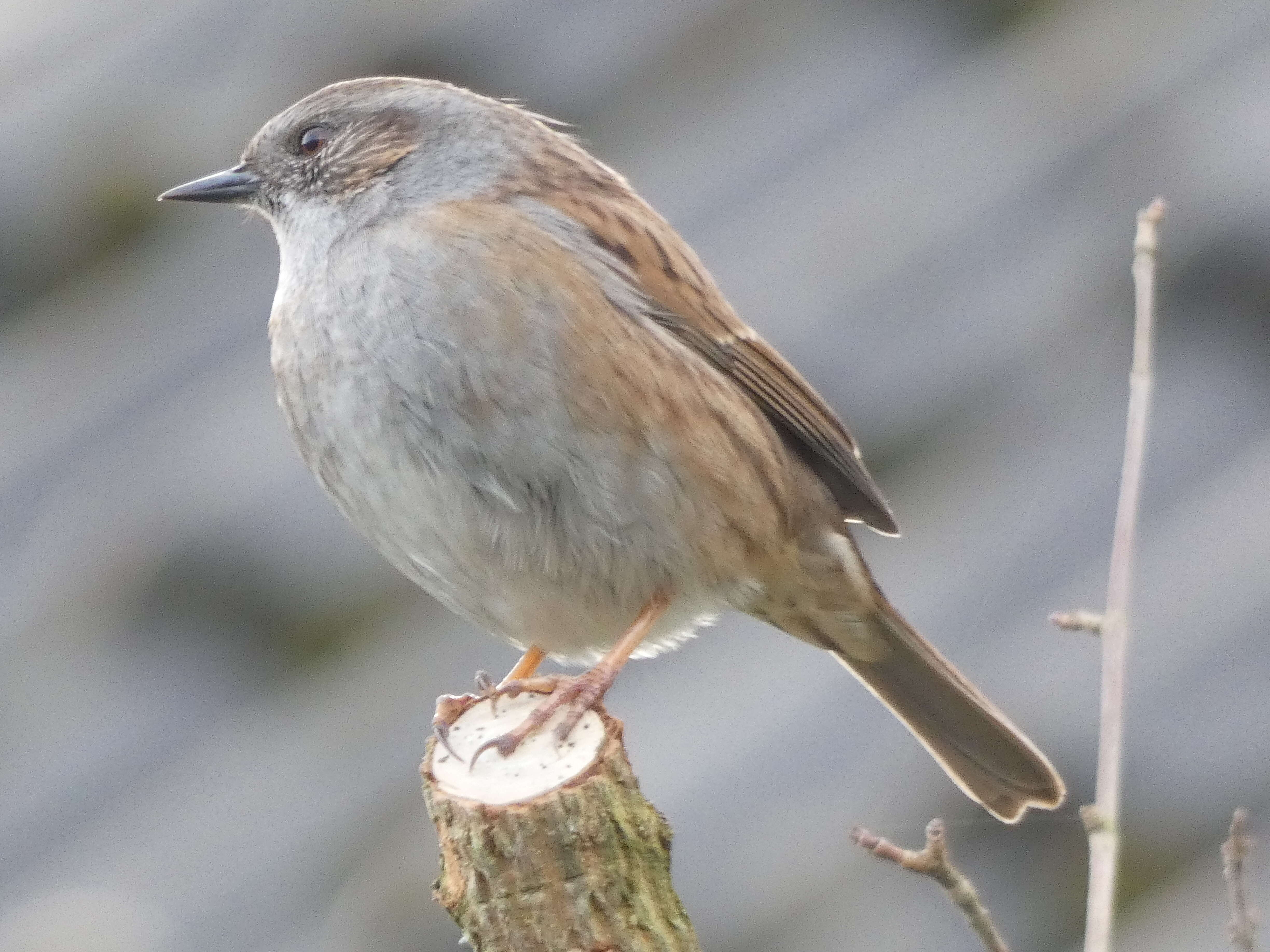 Image of Dunnock