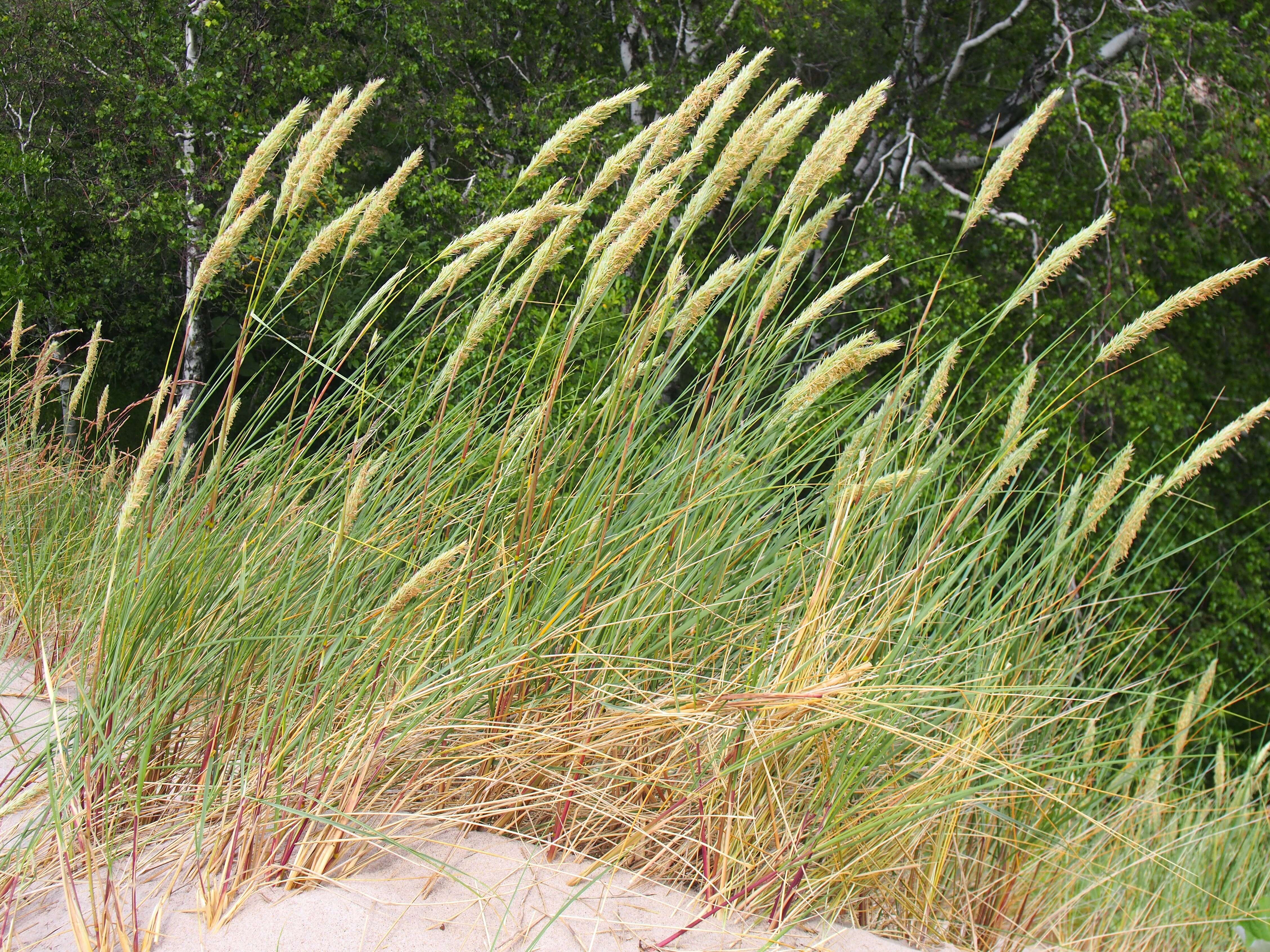 Image of European beachgrass