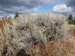 Imagem de Artemisia tridentata (Nutt.) W. A. Weber