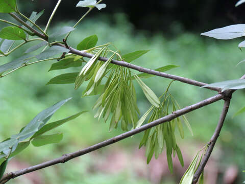 Image of black ash