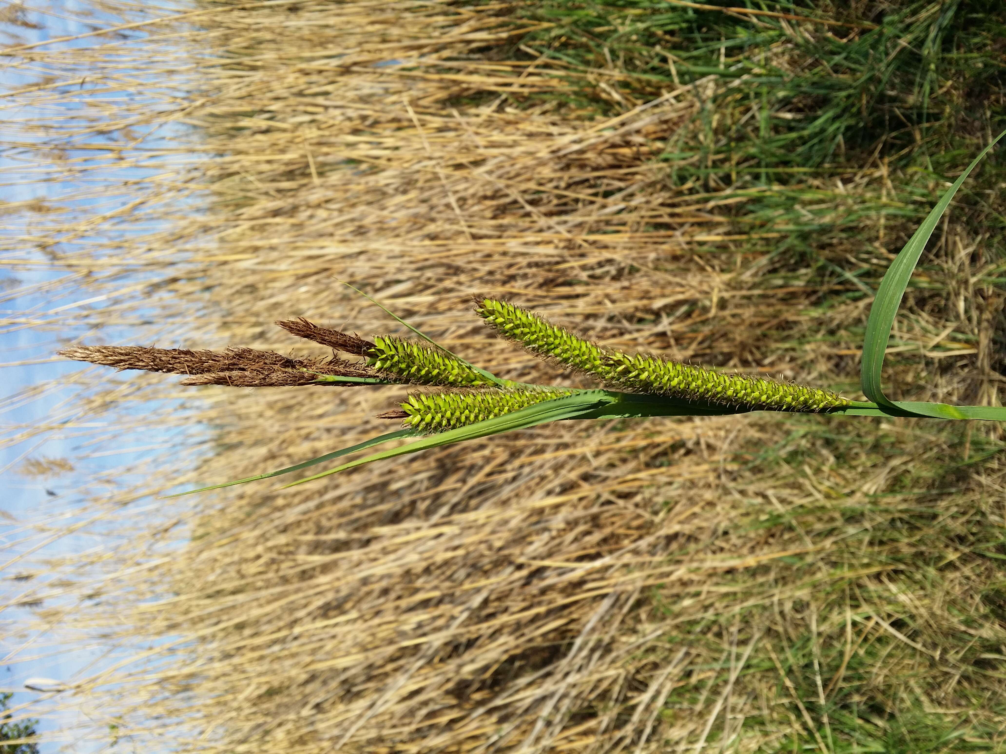 Image of Greater Pond-Sedge