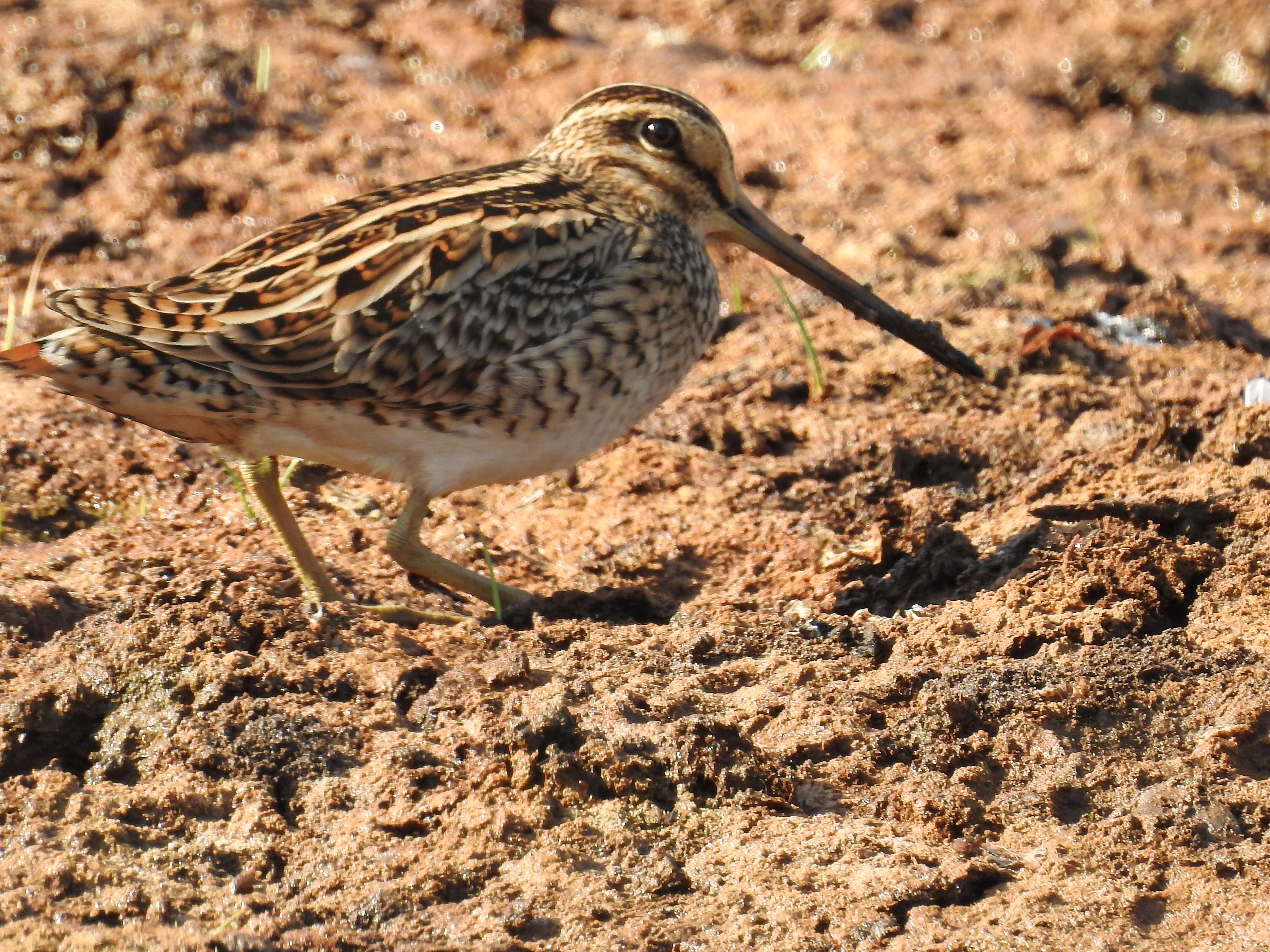 Image of Pin-tailed Snipe