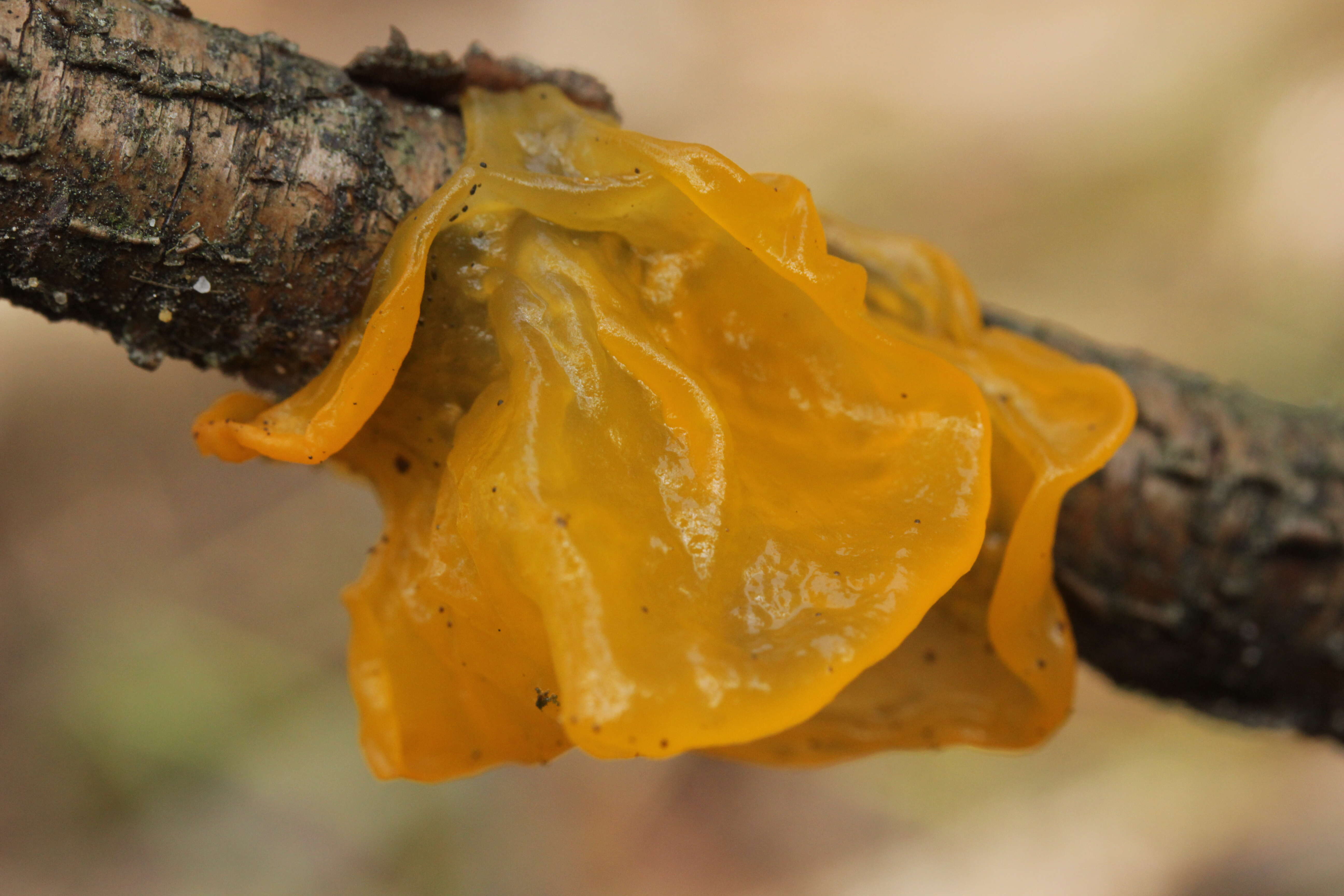 Image of Witches butter