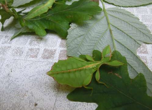 Image of Leaf insects