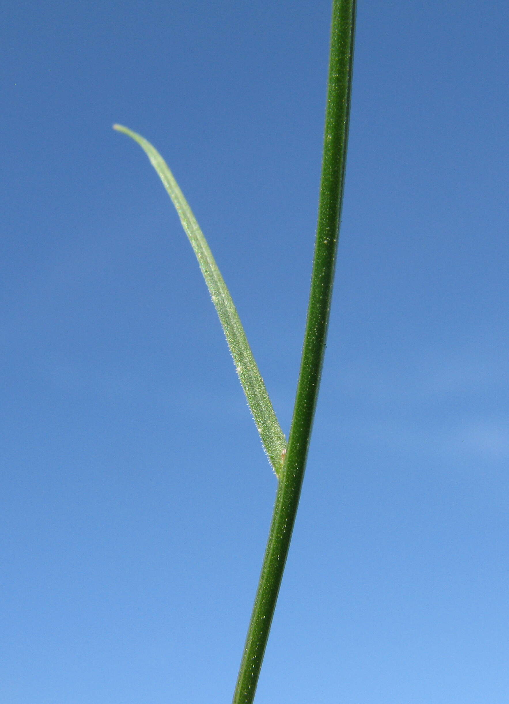 Image of Wahlenbergia capillaris (G. Lodd.) G. Don