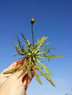 Image of fall dandelion