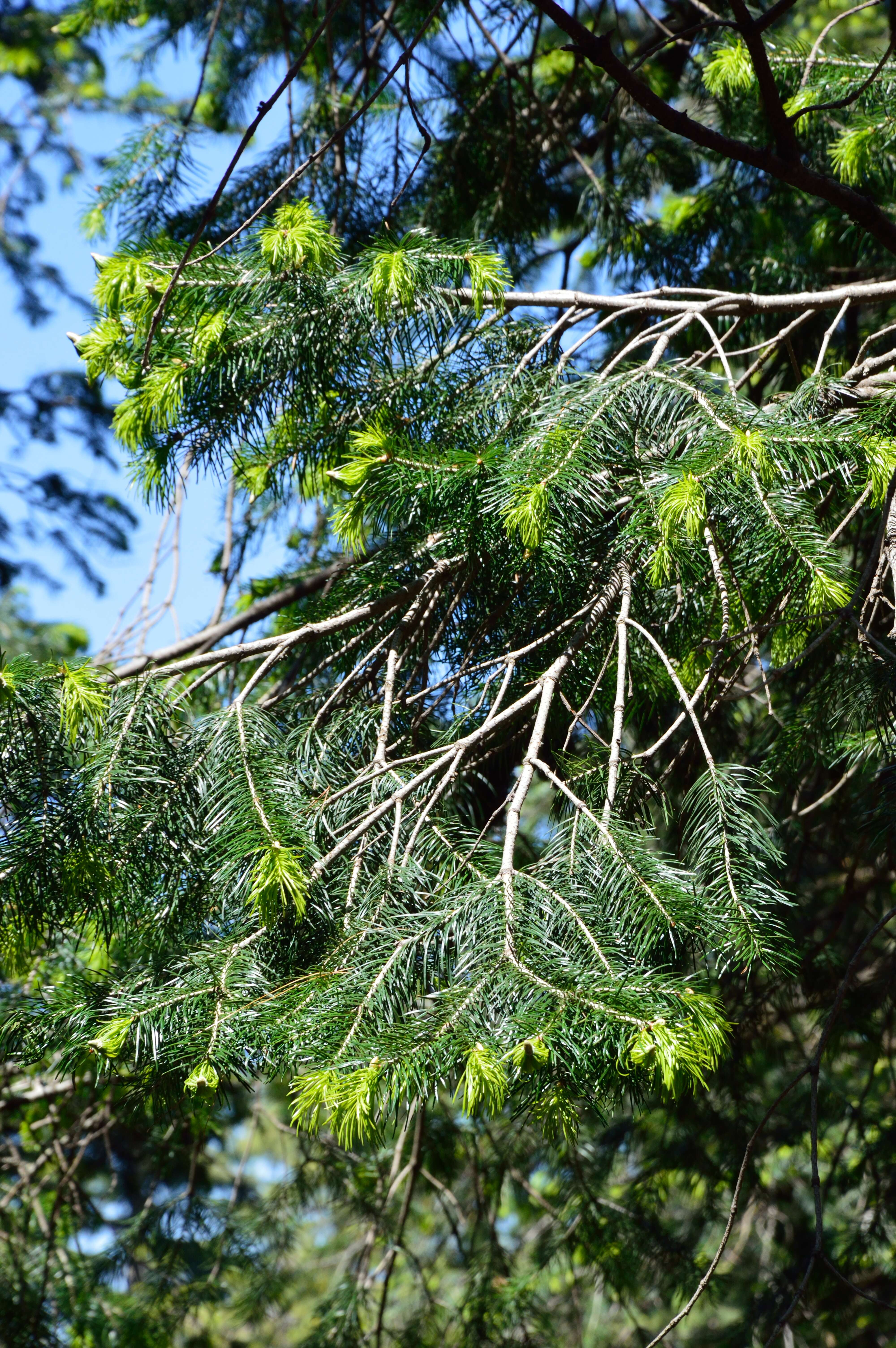 Image of Pindrow Fir