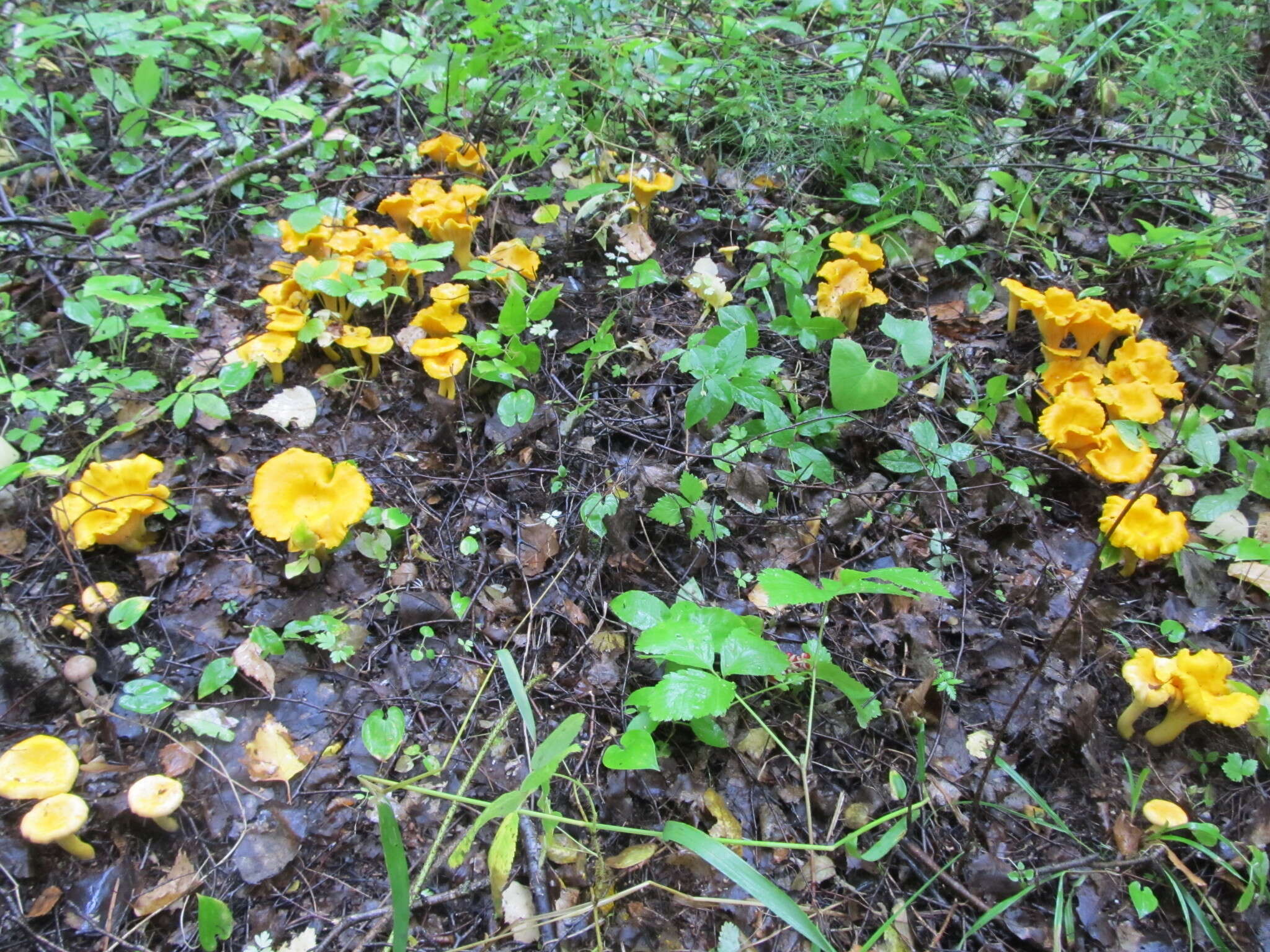 Image of Chanterelle