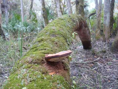 Image of Ganoderma zonatum Murrill 1902