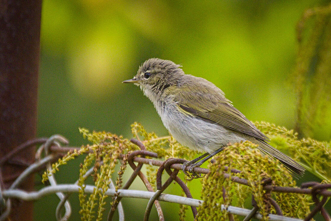 Image of Common Chiffchaff