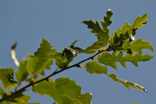 Imagem de Quercus libani G. Olivier