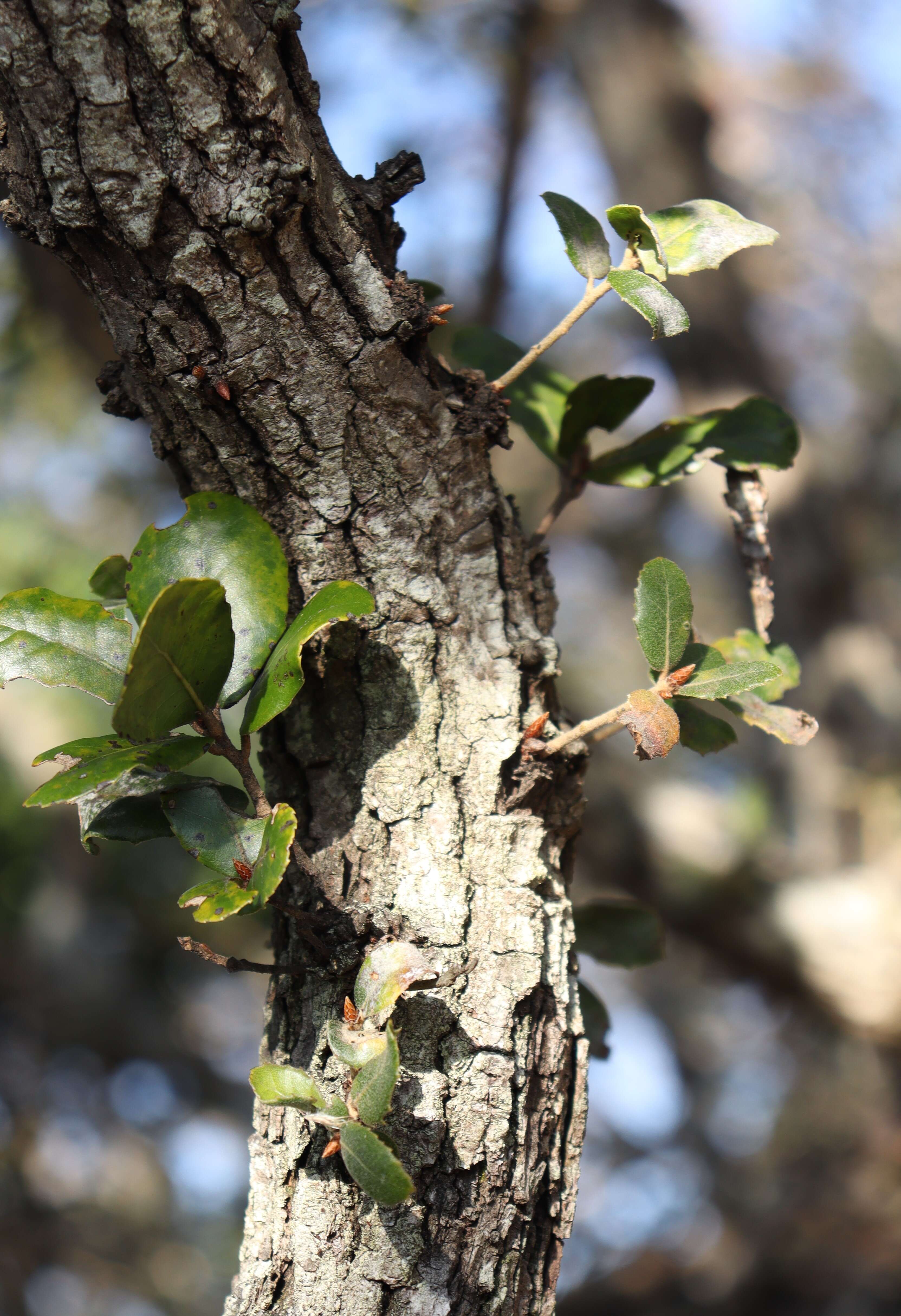 Image of <i>Quercus phillyraeoides</i>