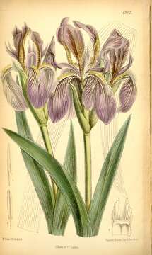 Image of Iris scariosa Willd. ex Link