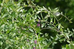 Image of matrimony vine