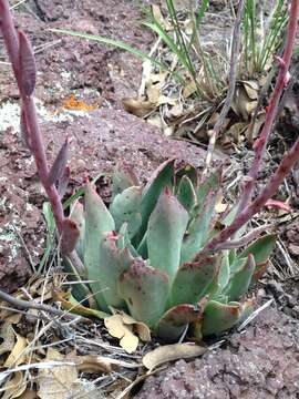 Image of echeveria