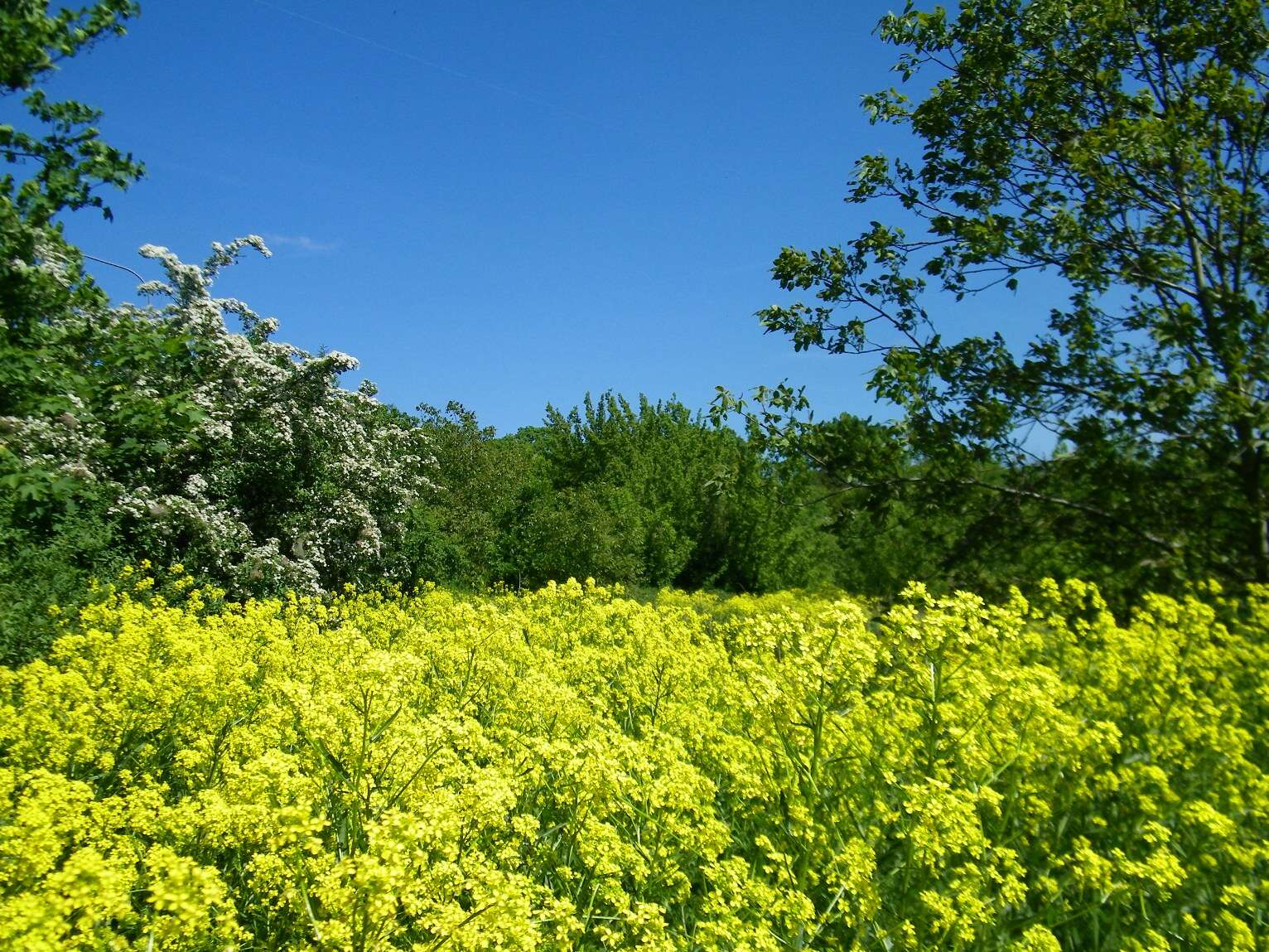 Image of charlock mustard