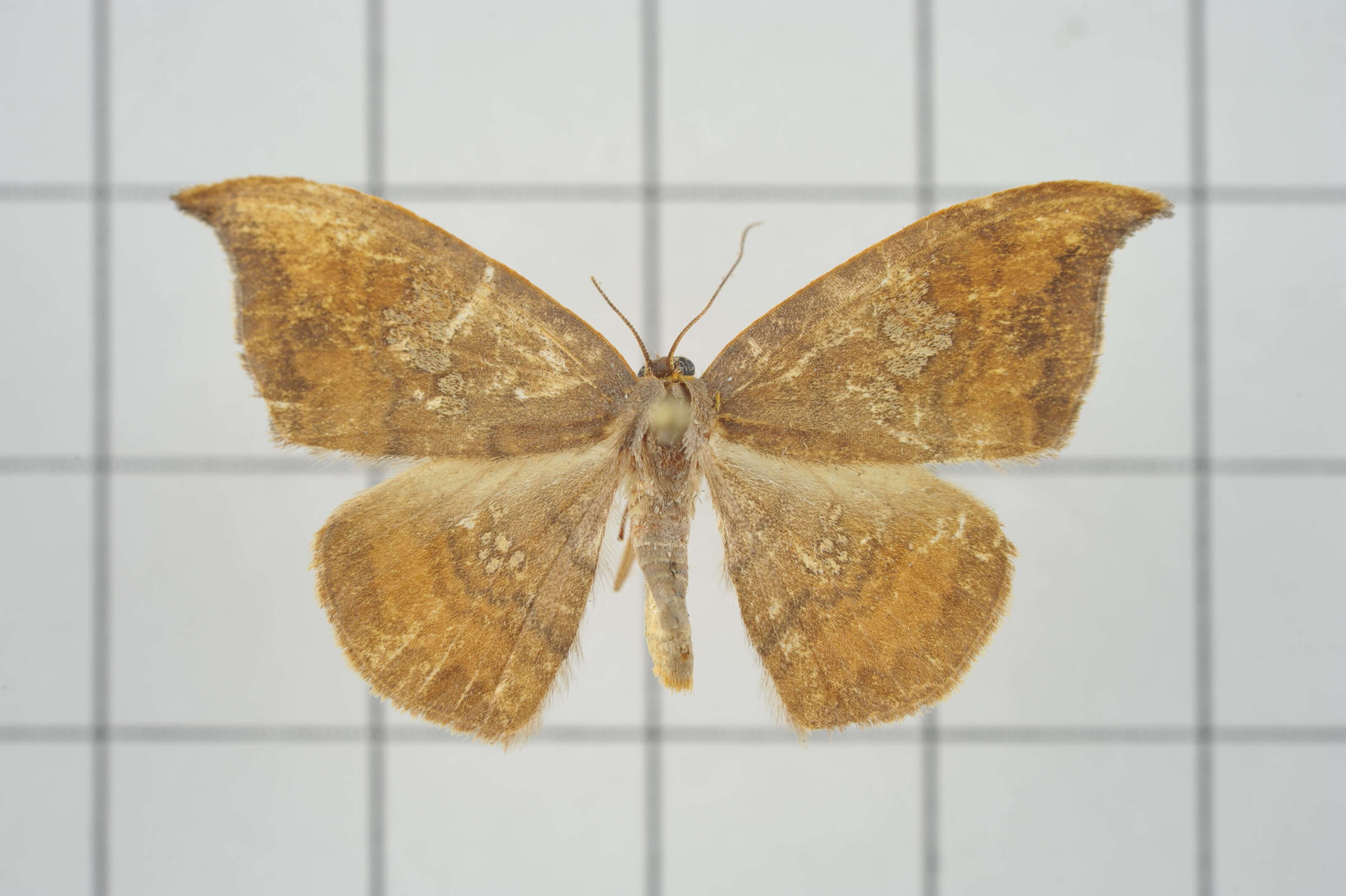 Image of Agnidra scabiosa Butler 1877