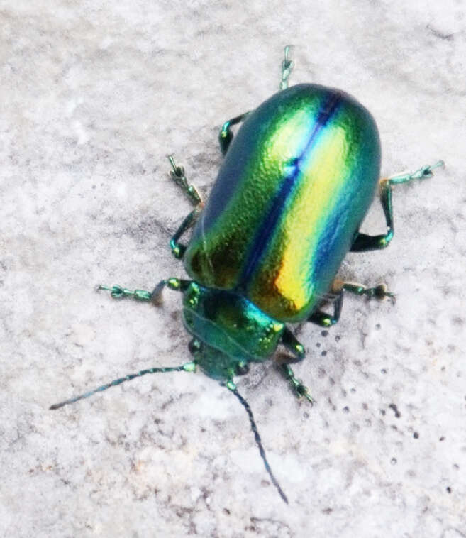 Image of Chrysolina fastuosa