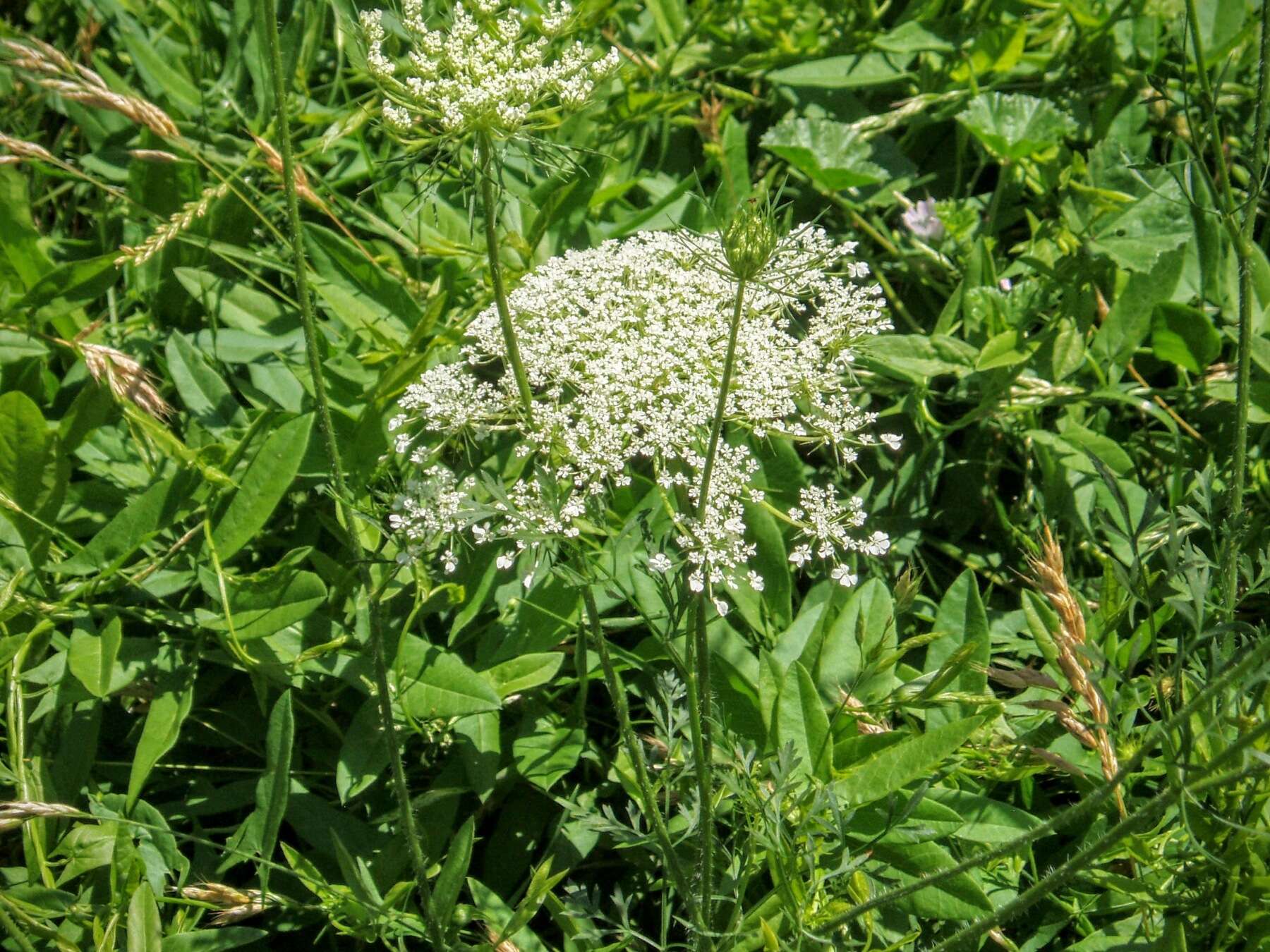 Image of Queen Anne's lace