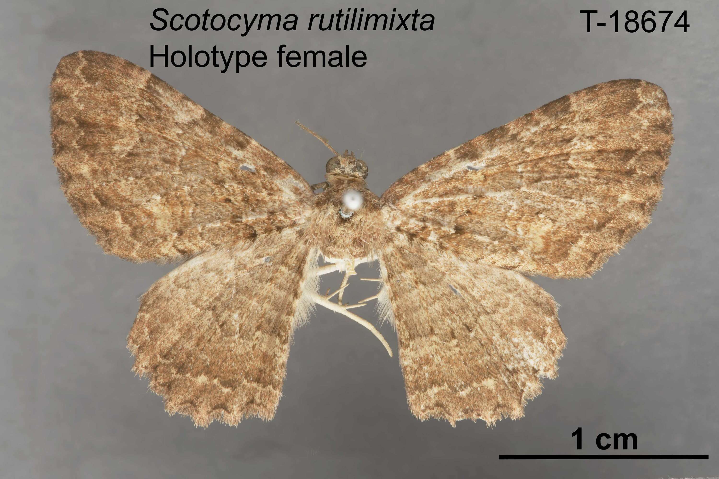 Image of Scotocyma