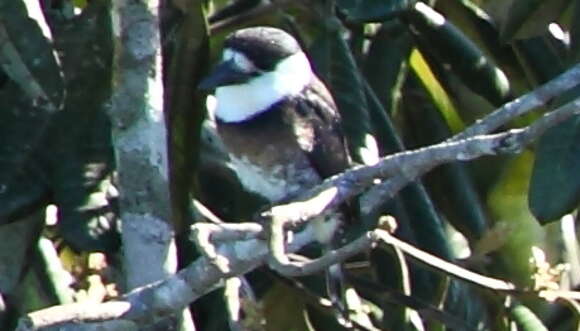 Image of Brown-banded Puffbird