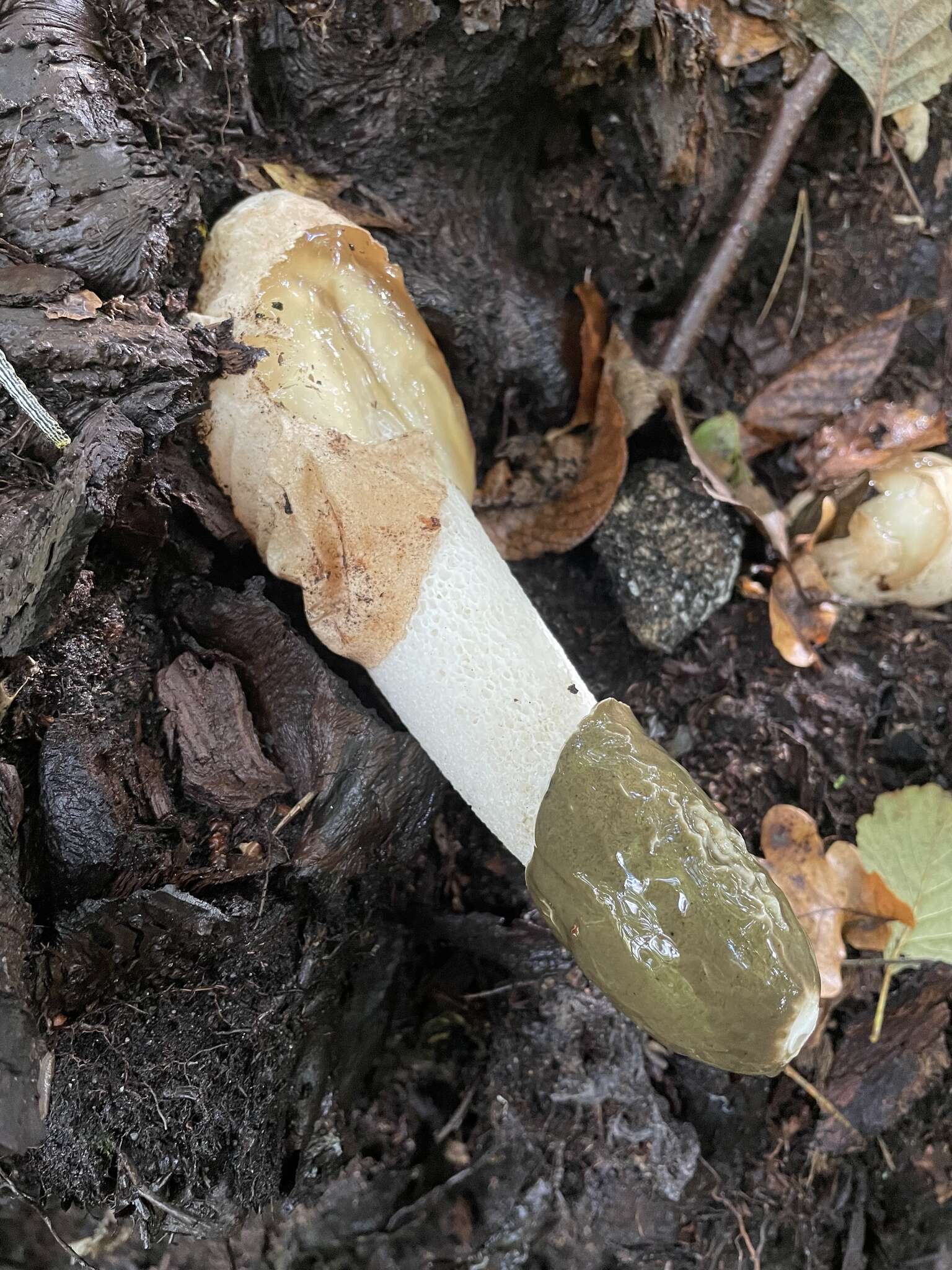 Image of Stinkhorn