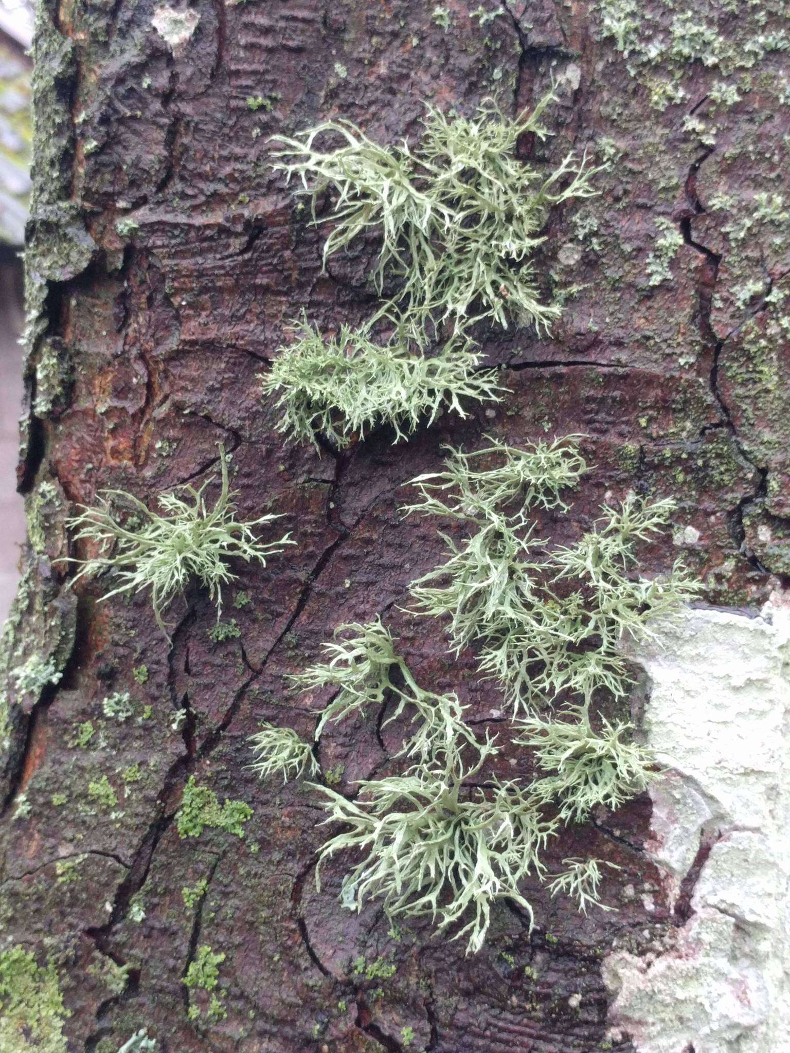 Image of farinose cartilage lichen