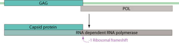 Image of monopartite dsRNA genome mycoviruses