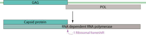 Image of monopartite dsRNA genome mycoviruses
