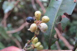 Image of Campylospermum serratum (Gaertn.) V. Bittrich & M. C. E. Amaral