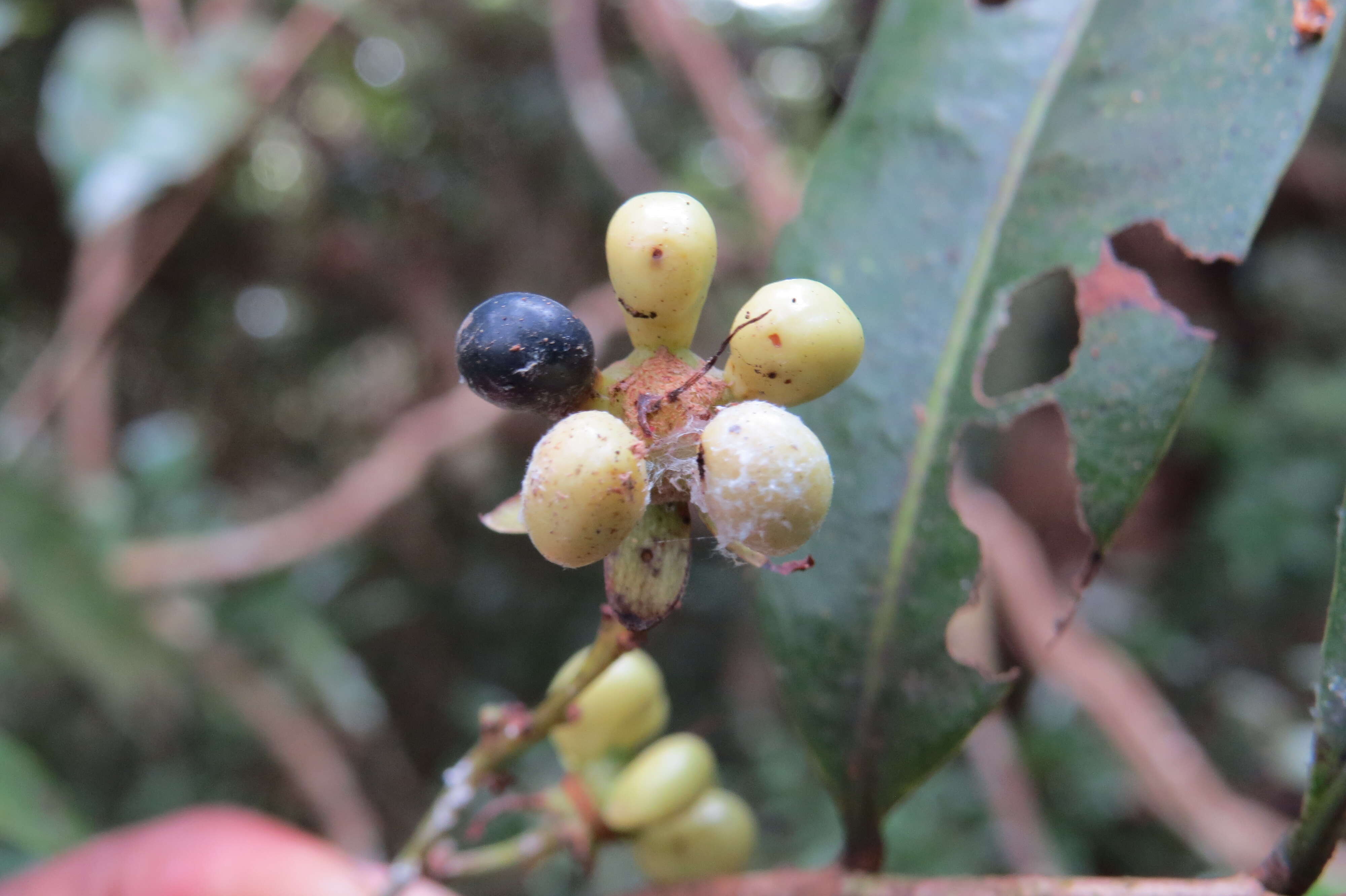 Imagem de Campylospermum serratum (Gaertn.) V. Bittrich & M. C. E. Amaral