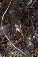 Image of Dog tooth lily